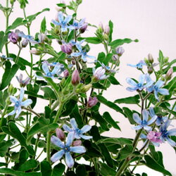 ■新鮮花壇苗■ブルースター（オキシペタラム）3号ポット季節の花苗ブルースター