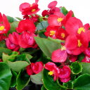 ■新鮮花壇苗■ベゴニア センパフローレンスレッド10.5cm...