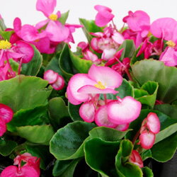 ■新鮮花壇苗■ベゴニア　センパフローレンスピンク系10．5cmポット