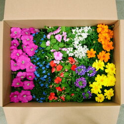 SALE！ ■新鮮花壇苗■1苗あたり99円！かわいい花苗おまかせ20個セット4種×5個ずつ