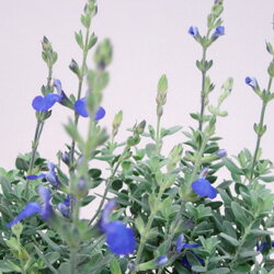 【花苗】 サルビア ネモローサ カラドンナ 1鉢3.5号 【お届け中】 花苗 宿根草 苗 青花 花の苗 イングリッシュガーデン 寄せ植え 鉢植え 庭植え ガーデニング 花壇 Salvia nemorosa Caradonna