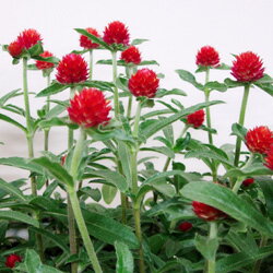 ■良品花壇苗■千日紅（センニチコウ）ストロベリーフィールド10．5cmポット苗