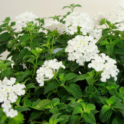 ■良品花壇苗■コバノ ランタナ　ホワイト10．5cmポット
