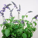 ■宿根草■香ります!サルビアフルーツセージ10.5cmポット苗