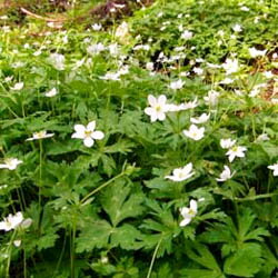 ■山菜・有用植物苗■フクベラ9cmポット野菜苗