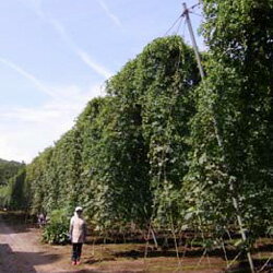 ■山菜・有用植物苗■ホップ10．5cmポットポップ　野菜苗