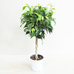 G■観葉植物■再入荷！【送料無料】 ベンジャミン <strong>4号鉢</strong>【ギフト対応商品】