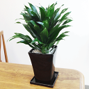 ■観葉植物■【送料無料】ドラセナコンパクタΦ13.5cm陶器鉢植えブラックホワイト【モダン】【トロピカル】【楽ギフ_包装】【楽ギフ_メッセ入力】