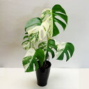 ■観葉植物■モンステラ 斑入り6号鉢