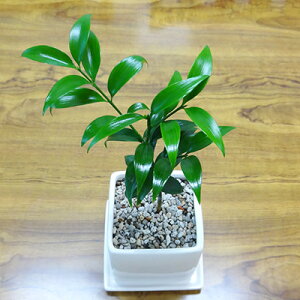 ■観葉植物■【送料無料】ナギ（梛）□9cm陶器鉢植え　受け皿つき九州・北海道・沖縄へのお届けは別途送料が掛かります