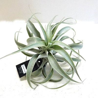 ■チランジア■カクティコラシルバー・ロングフォームTillandsia cacticola silver long Form