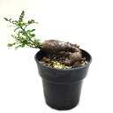 ■多肉植物■オペルクリカリア デカリーC7.5cm鉢