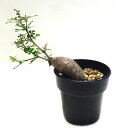 ■多肉植物■オペルクリカリア デカリーA7.5cm鉢
