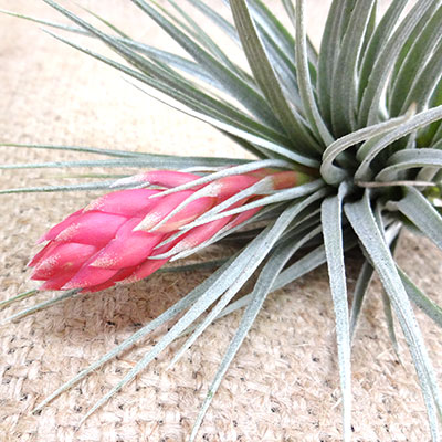 ■チランジア■ストリクタコットンキャンディーTillandsia stricta Cotton Canday