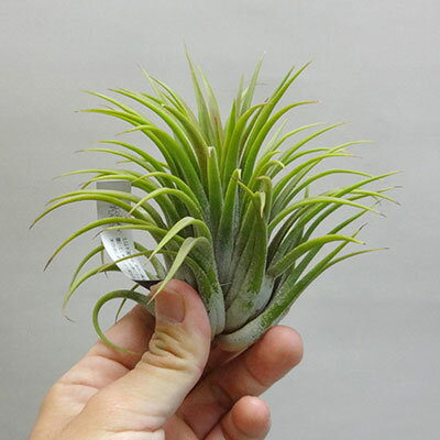 ■エアプランツ■イオナンタ　Sp ジャイアントフォームTillandsia ionantha Sp giant form