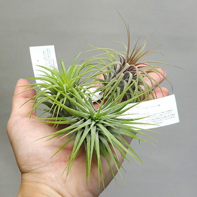 ■エアプランツ■イオナンタ　ルブラ　LサイズTillandsia ionantha rubra