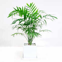 ■観葉植物■【送料無料】テーブルヤシ11．5cm陶器鉢植え受け皿つき【モダン】【トロピカル】【楽ギフ_包装】【楽ギフ_のし宛書】【楽ギフ_メッセ入力】ふさふさとした葉っぱが涼やか！