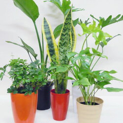 再々販売決定！【送料無料】　SALE！■観葉植物■観葉植物おまかせ5鉢セット！