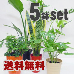 5号鉢も入ってこの価格！【送料無料】■観葉植物■観葉植物おまかせ5鉢セット！ 05P04Jul15