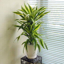 ̵եɥ饻ʢտʪ̵ۥɥ饻ʥͥå饤঵22cmƫȭۥ磻ȡڥۡڥȥԥۡڳڥ_ۡڳڥ_Τۡڳڥ_åϡ