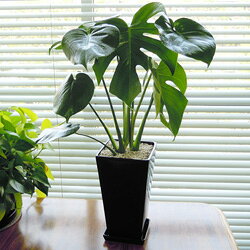 ̵ե󥹥ƥ颣տʪ̵ۥ󥹥ƥ颢135cmƫȭ֥åڥۡڥȥԥۡڳڥ_ۡڳڥ_Τۡڳڥ_åϡ