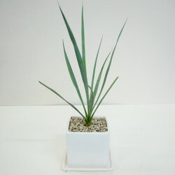 ̵եåտʪ̵եåȥ顼9cmƫȭ