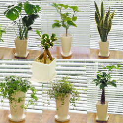 ■観葉植物■【送料無料】スタイリッシュ陶器鉢植え　お好みのを選んで3鉢セット　ギフトにおす…...:peteco-thegarden:10023841