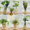 ■観葉植物■【送料無料】スタイリッシュ陶器鉢植え お好みのを選んで3鉢セット ギフトにおすすめ!【楽ギフ_包装】【楽ギフ_メッセ入力】
