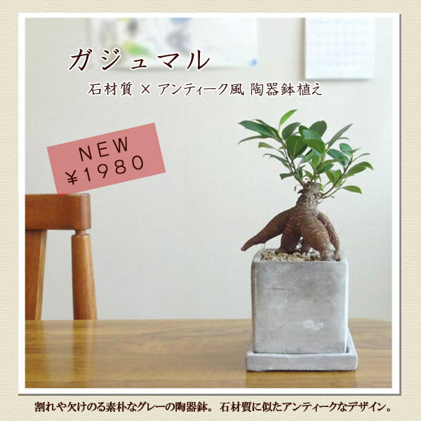 ■観葉植物■ガジュマル□8cmスクエア 石材風陶器鉢植え 受け皿つき【楽ギフ_包装】【楽ギフ_メッセ...:peteco-thegarden:10025535