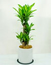 ■観葉植物■《送料無料》ドラセナ　マッサンゲアナ（幸福の木）8号鉢ギフトにおすすめ！
