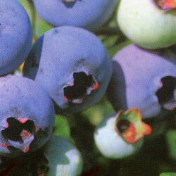 【20％OFF！】■良品果樹苗■ハイブッシュブルーベリーブルージェイ5号ポットハイブッシュブルーベリー