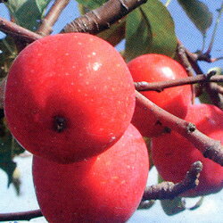 【送料無料】■良品果樹苗■ヒメリンゴ　アルプス乙女6号鉢H90cm