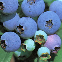 【20％OFF！】■良品果樹苗■ブルーベリー2品種植えブルーシャワー＆コースタル6号鉢