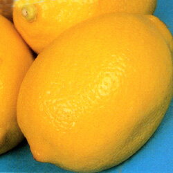 セール！■良品果樹苗■実つきレモン　リスボン5号鉢
