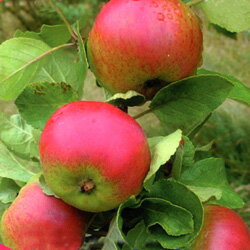 ■良品果樹苗■懐かしの林檎リンゴ姫国光7号鉢