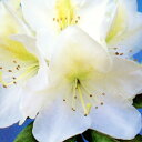 清々しさを感じる白色の花。中心にはいる黄緑色のドットが爽やかさを運びます。寒さに強い品種...