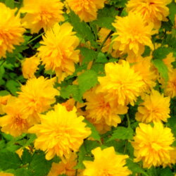 オフシーズン　花木■良品庭木■珍しい八重咲き！八重ヤマブキ6号鉢