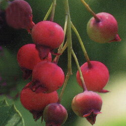 ■良品果樹苗■赤い実が美しいジューンベリースノーフレイクス15cmポット苗