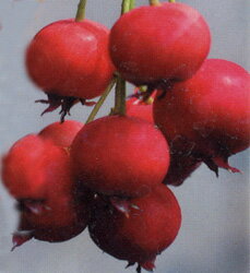 ■良品果樹苗■赤い実が美しいジューンベリーバレリーナ15cmポット苗