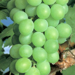 ■良品果樹苗■ブドウ　ネオマスカット5号ポット育てやすいおすすめ品種！