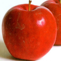 ■良品果樹苗■懐かしの林檎リンゴ紅玉5号ポット