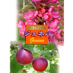 ■良品果樹苗■クラブアップルジェネバ5号ポット仮植苗