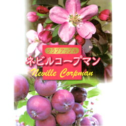 ■良品果樹苗■クラブアップルネビルコープマン5号ポット仮植苗季節のリンゴ苗