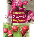 ■良品果樹苗■クラブアップルプロフュージョン5号ポット仮植苗