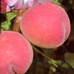 ■良品果樹苗■照手桃照手水蜜（テルテスイミツ）5号ポット仮植苗1本で実がなる甘い桃！