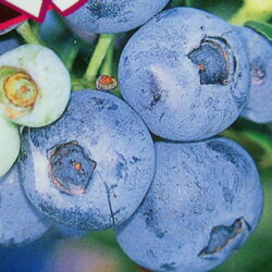 【20％OFF！】■良品果樹苗■ブルーベリーマウンテン5号ポットハイブッシュブルーベリー