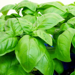 ■ハーブ苗■バジル10.5cmポット苗