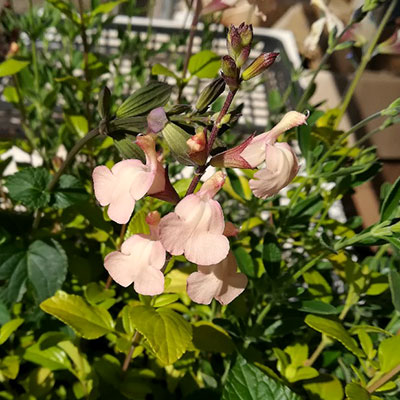 ステビア 苗 【ステビア】 3号ポット苗 ハーブ 苗 ハーブティー 料理 庭植え