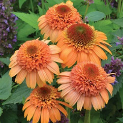 在庫一掃!■イギリス BLOOMSの宿根草■エキナセア シュープリーム カンタロープ 9cmポット