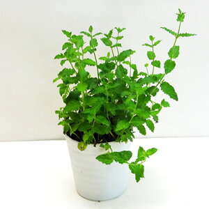 ■香りのハーブ苗■ストロベリーミント10.5cmポット苗